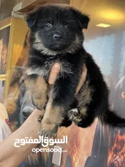  5 جراء جيرمن شبرد شولاين