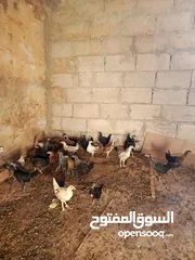  1 فرخات  بلدي وفيومي أقرأ الوصف