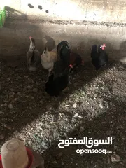  6 جاج بلدي للبيع