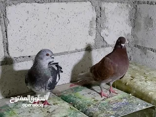  2 جواز حمام شغلات ميه بل ميه