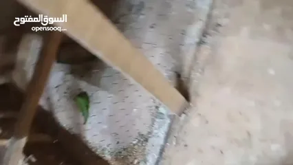  16 طيور الحب نوع البادجي بأحلى الألوان والأصوات