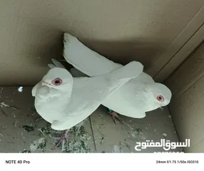  5 جوز بولندي