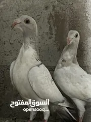  14 فراخ للبيع