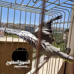  14 عصافير كوكتيل للبيع حبات جامبو ونضيفه