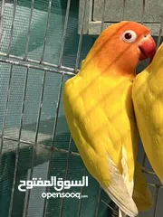 10 طيرة انجليزي رمادية ومخاليف فيش. وفراخ روز للزق اليدوي. الرجاء قراءة الوصف