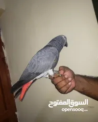  2 Very friendly African grey with paper