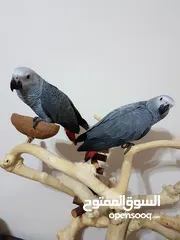  2 WHATSAPP 052.763.8320 AFRICAN GREY PARROTS FOR ADOPTION