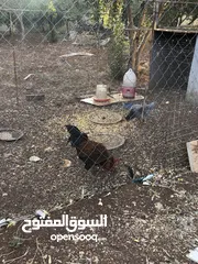  3 جايه وديك بلدي للبيع