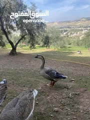  3 زوج وز إفريقي