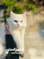  2 قطة شيرازي مميزه للبيع عيون زرق الخليل
