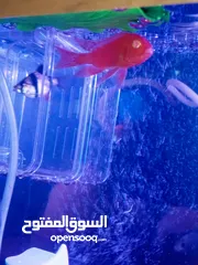  3 حوض وسمك للبيع