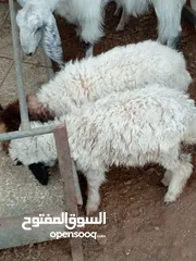  4 للبيع عبورتين وصخله