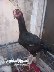  1 ست جاجا ت ودييكين