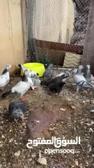 5 Racing Pigeon