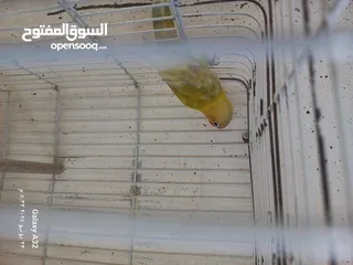  4 مخاليف فيشر اقرأ الوصف