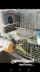  3 عصافير كوكتيل