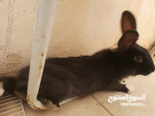  6 ارانب  lion head ذكور نوعهم راس الاسد Rabbits