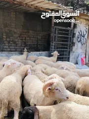  10 بيع جميع الانواع الاغنام
