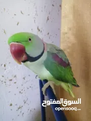  4 فحل كاسندرا طوق كامل أليف 100%
