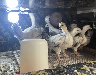  13 بيض مخصب وصيصان دجاج سلالات