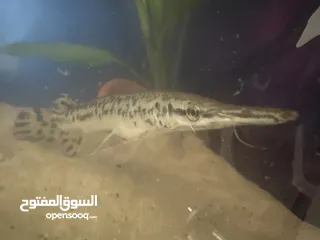  1 سمك تمساح للبيع (alligator gar)