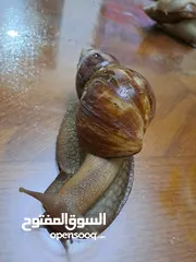  1 حلزون افريقي احجام ضخمة للبيع بأسعار مناسبة متبقي عشر حلزونات فقط
