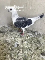  3 طبشيري اصفر