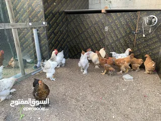  18 دجاج براهما تربايه منزل  