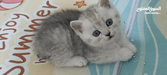  1 كيتنز سكوتش ستريت سيلفر شيدد  مستوى عالي