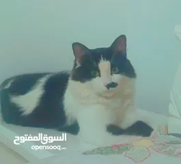  2 قط ذكر للتبني