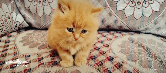  11 قطط شيرازي من المعدوم لون عسلي