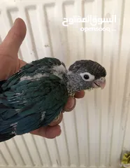  18 فراخ جرين شيك اليفه اقرأ تفاصيل زق يدوي اليفات تركواز  واناناس  ونورمال محجلات من انتاجي