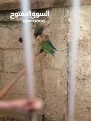  6 ثلث جواز شغالات الوان حلوه جوزين روز أخضر وزيتي تركواز وجوز فشر ازرق راس اسود وجوز للبيع او البدل