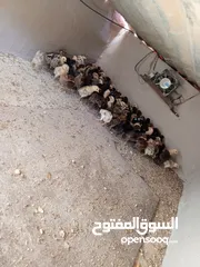  4 صيصان بلدي صحه ونظافه عمر اسبوعين للبيع