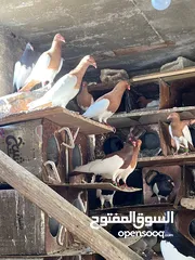 15 جواز بلونيات وجواز يهوديات