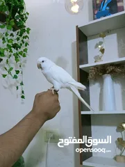  5 ببغاء كويكر الراهب البينو عين حمرا محجل فحل أليف وبطلع عالايد و متكلم 9 كلمات