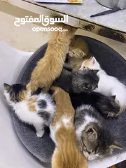  4 قطط مكس للبيع