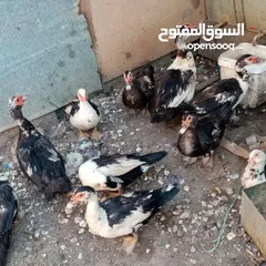  3 صيصان بط بلدي عدد 22 بط بلدي شغال عدد 16 منهم 3 راقد  و4ذكور بط