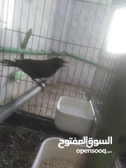  1 انثا شحرور البيع موجود بل رصيفه خلف مستشفى فيصل