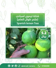 2 شتلات وأشجار الليمون لیموں من مشتل الأرياف  أسعار منافسة  الأفضل في السوق