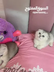  7 Scotch fold kittens