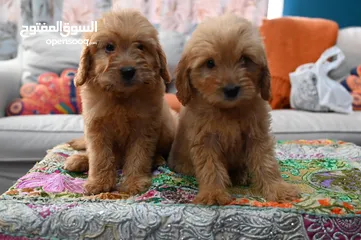  4 GoldenDoodle Male Puppies