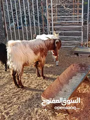  4 جدي وعانز تحته جدي للبيع