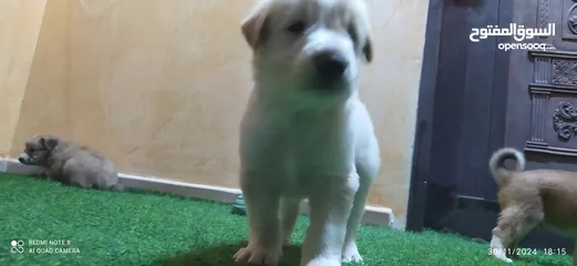  12 Golden Labrador for sale, in good health,1& 2 montht available