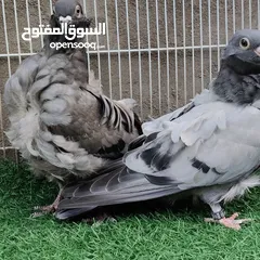  8 متاح زوج كشكي مخاليف