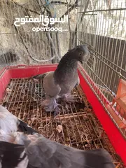  8 جواز حمام للبيع كوم