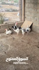  2 دجاج للبيع شوف الوصف.