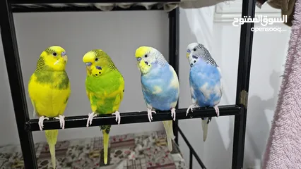  1 4 Budgies for sale