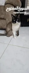  1 قط مكس راغدول مع سكوتش