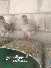  1 فرخين كنج مودينا لون مميز